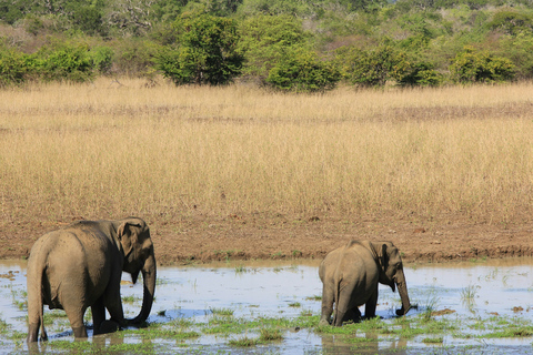 From Bentota: All Inclusive Yala National Park Jeep Safari Mirissa/Weligama/Matara/Tangalle: Yala Leopard Safari