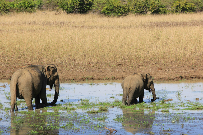 From Bentota: All Inclusive Yala National Park Jeep Safari Mirissa/Weligama/Matara/Tangalle: Yala Leopard Safari