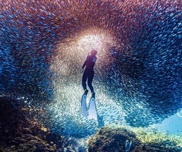 Panglao: Freedive & Snorkel with Sardine Run Adventure