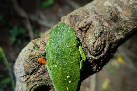 Cahuita&#039;s Tarantula Way Night Tour