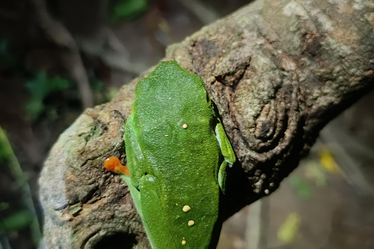 Tour nocturno por el Camino de las Tarántulas de Cahuita