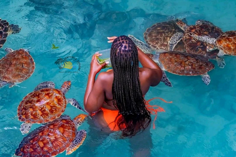 Błękitna Laguna, rozgwiazdy, żółwie, las Jozani i SkałaTransport hotelowy w regionie południowym