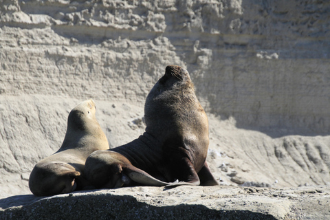 From Puerto Madryn: Full-Day Valdes Peninsula Tour