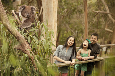 Von Melbourne aus: Phillip Is Penguin Parade &amp; Koala Reserve