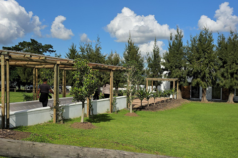 Cape Town: Ostrich Ranch Safari with Hotel Transfer