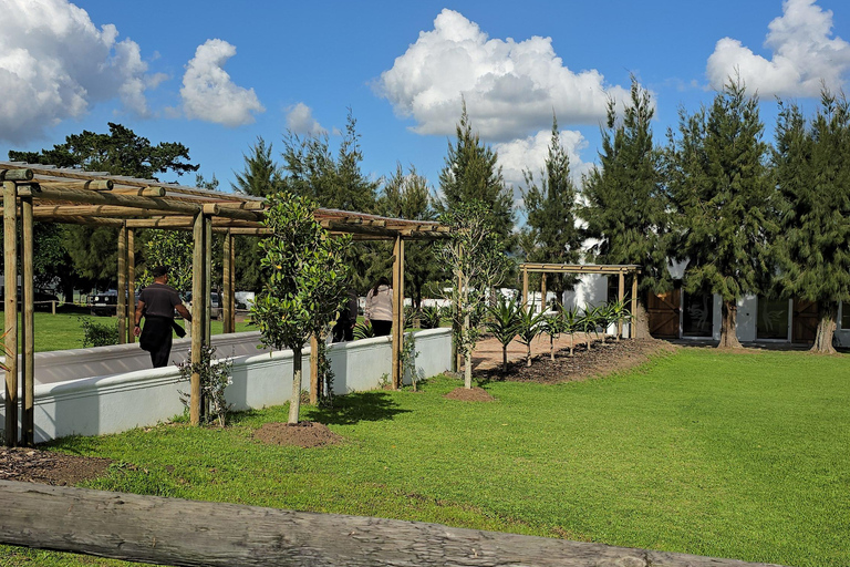 Cape Town: Ostrich Ranch Safari with Hotel Transfer