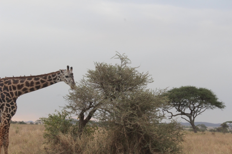 Le meilleur moment du safari en Tanzanie