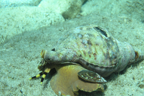 From Chania: Scuba Diving for Beginners