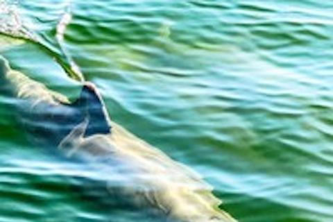 جزيرة هيلتون هيد آيلاند جولة نهاراً على متن قارب لمشاهدة الدلافينجزيرة هيلتون هيد: جولة بالقارب لم