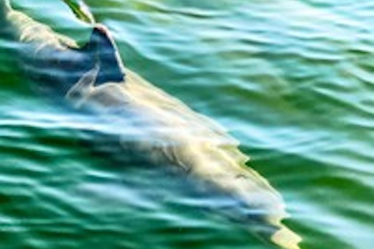 جزيرة هيلتون هيد آيلاند جولة نهاراً على متن قارب لمشاهدة الدلافينجزيرة هيلتون هيد: جولة بالقارب لم