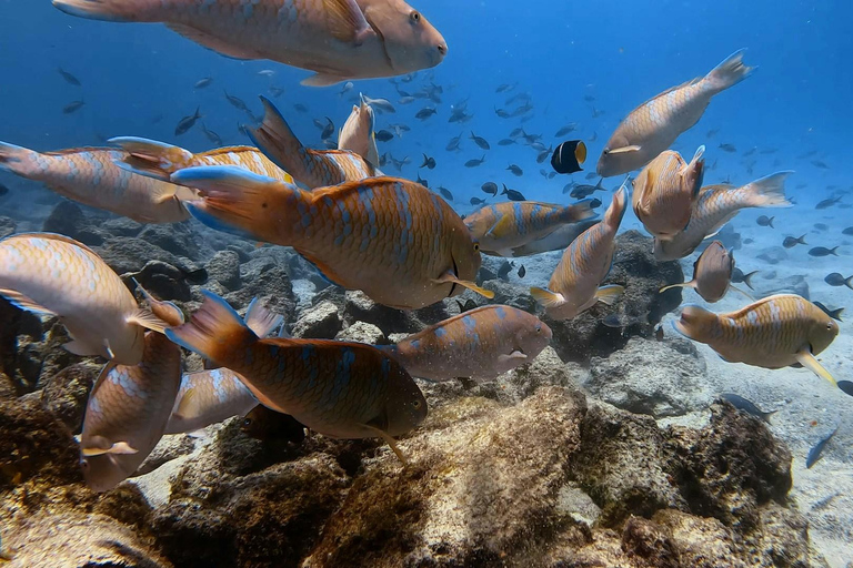Santa Cruz : visite d&#039;une demi-journée de la baie avec plongée avec tuba et Grietas