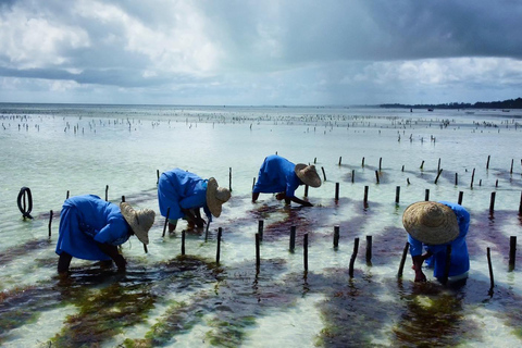 زنجبار: جولة في قرية متندي ومركز الأعشاب البحرية مع خدمة الاستلام