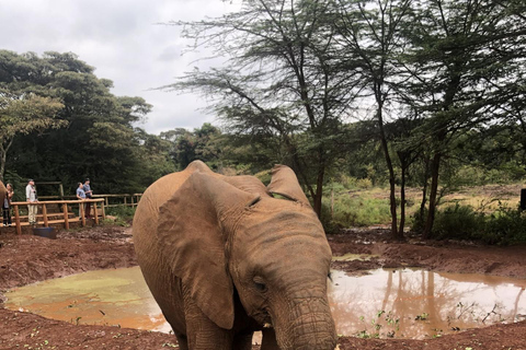 Demi-journée Bébés éléphants, centre des girafes et fabrique de perles