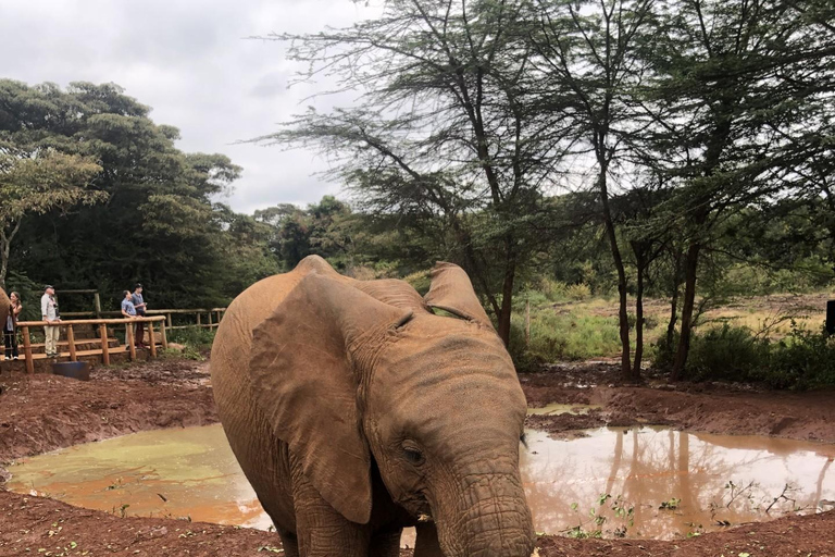 Halvdag Baby Elephants, Giraffe Center &amp; Bead Factory