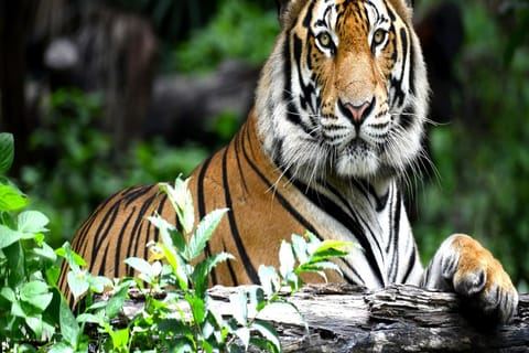 From Delhi: 4-Days Golden Triangle Tour & Ranthambore Safari
