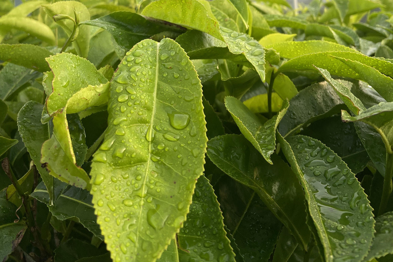 De Kochi a Munnar: Eravikulam, finca de té y cascadas
