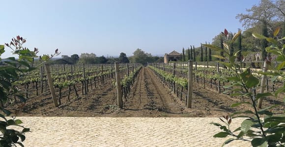 Private day tour to Arrábida, Palmela Castle, tiles and Winery
