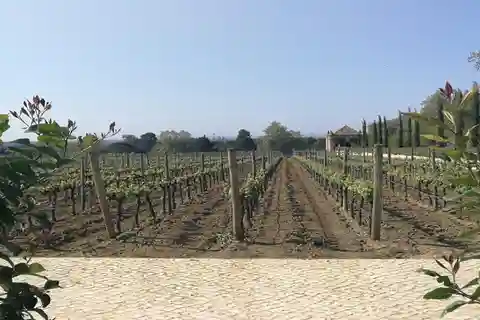 Tour privado de un día Arrábida, Castillo de Palmela, azulejos y Bodega