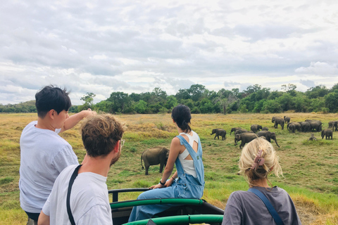 Dambulla/Sigiriya/Habarana: Safari w Parku Narodowym Minneriya