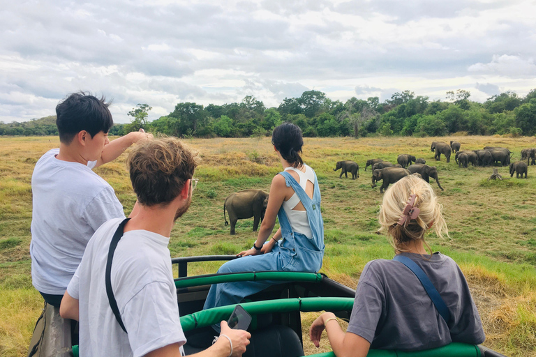 Dambulla/Sigiriya/Habarana: Safari w Parku Narodowym Minneriya