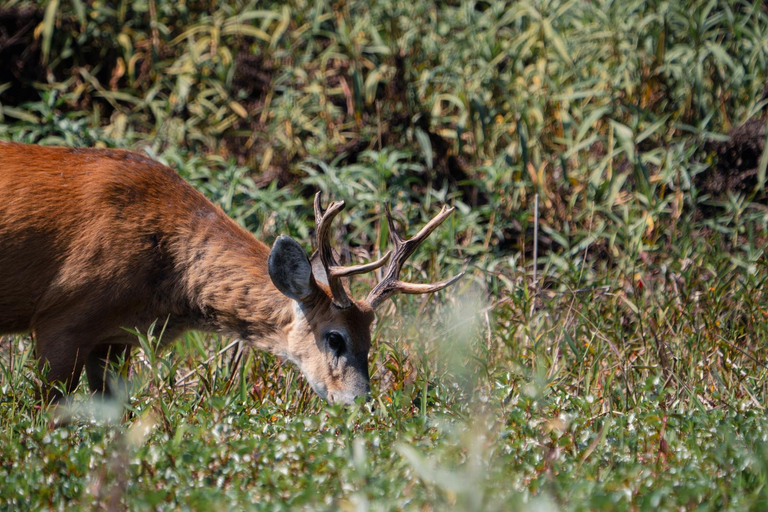 São Paulo: 3-Day Eco Safari Experience in the Pantanal