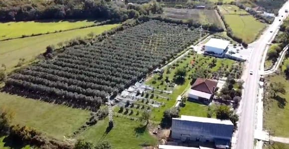 “From Tree to Table – Authentic Olive Oil Experience in Ulcinj”