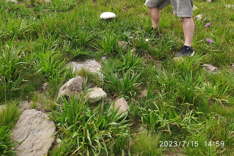 Yerevan: Wild Herbs Foraging Experience in the Nature