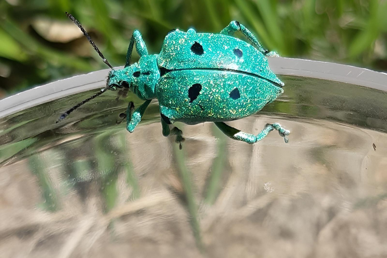 São Paulo & Atlantic Forest: Serra do Mar State Park Tour