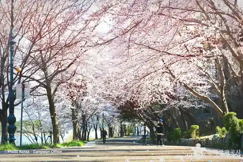 Seoul: Korea Spring Cherry Blossom Day Tour