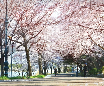 Seoul: Korea Spring Cherry Blossom Day Tour