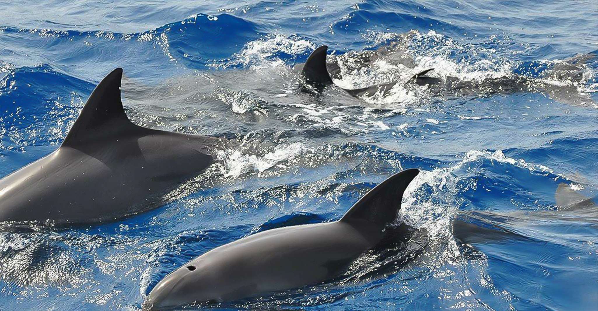 Corsica, Guided Sea Trip From Porto-Ota - Housity