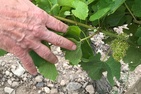 Catalogna: Visite alle cantine uniche e su misura
