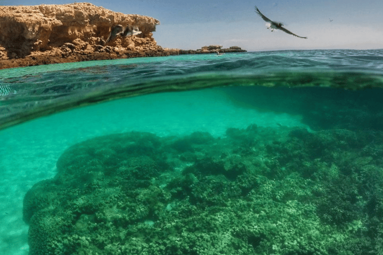 Muscat: Dimaniyat eiland snorkelen excursieHele dag Dimaniyat Eiland Tour