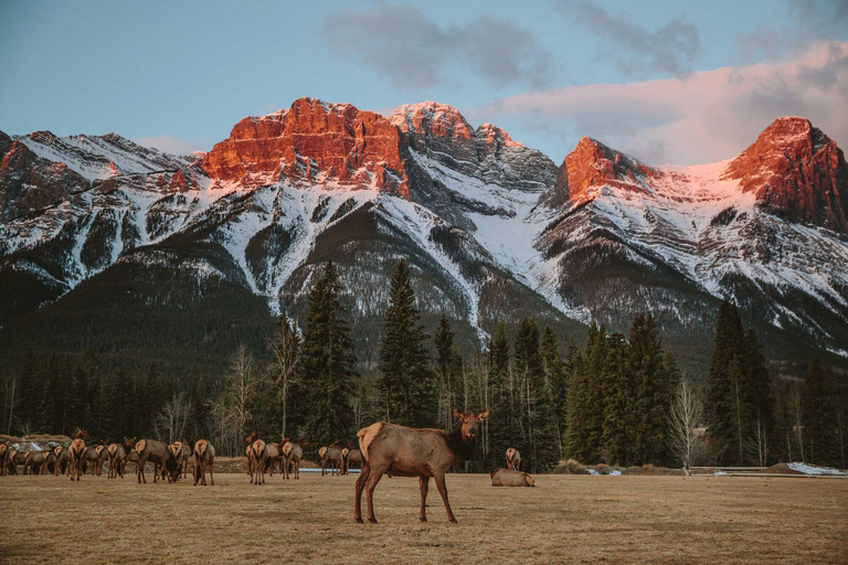 Morning Wildlife Viewing Tour - Banff/Canmore Pick-up Banff Morning Safari Drive