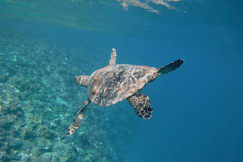 Sharm El-Sheikh : White Island &amp; Ras Mohammed Snorkel TripExcursion en bateau avec équipement de plongée en apnée