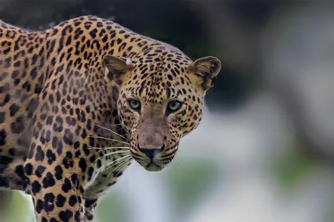 From: Ella/ Bandarawela - YALA Safari - Drop off: Ahungalla