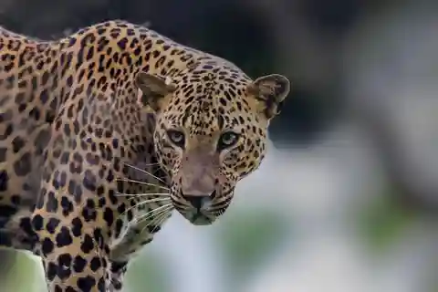 From: Ella/ Bandarawela - YALA Safari - Drop off: Ahungalla