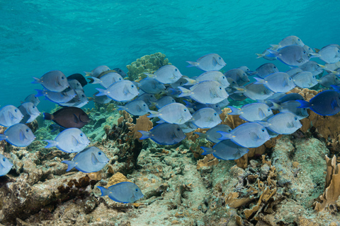 Punta Cana: Private Catalina Island Snorkeling Trip with