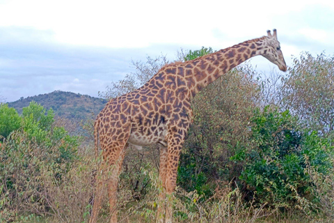 Nairobi: Maasai Mara National Reserve Day Trip