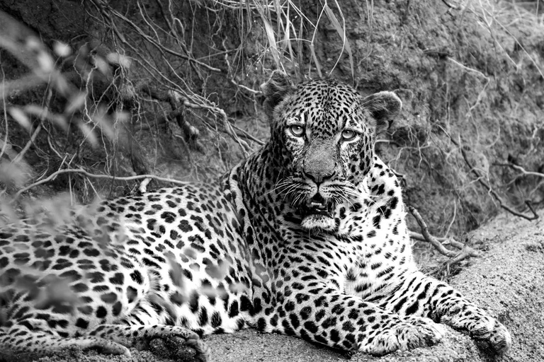 From Maputo to the Wild: Half-Day Kruger Safari
