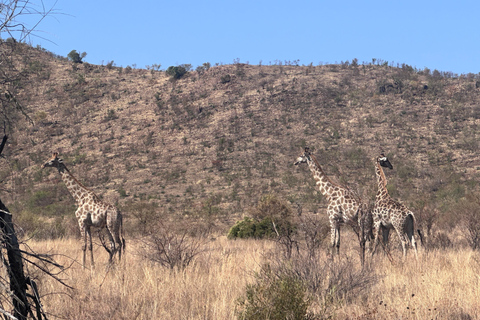 One day Kruger National Park tour: Start at Johannesburg