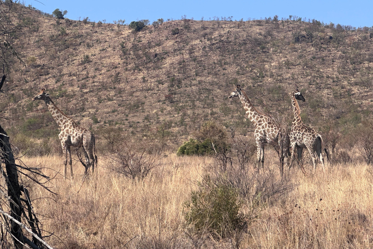 One day Kruger National Park tour: Start at Johannesburg