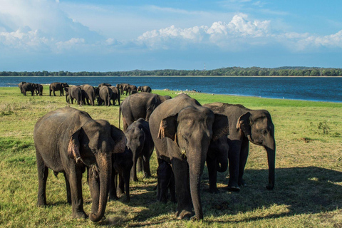 Sigiriya: Minneriya National Park Elephant Gathering Safari Non Private Jeep Safari in Morning or Evening