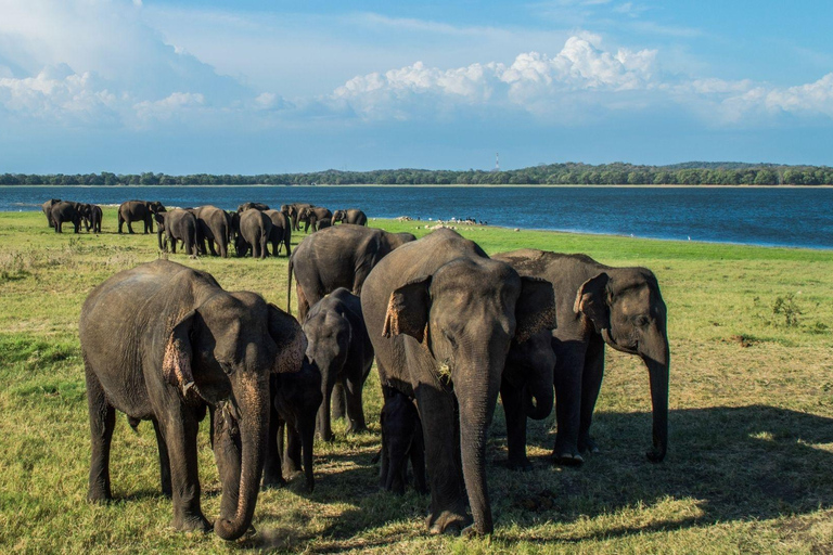 Sigiriya: Minneriya National Park Elephant Gathering Safari Non Private Jeep Safari in Morning or Evening