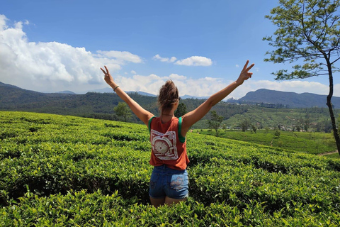 Labookellie Tea Factory: Exclusive Tea Cake & Tea Tasting