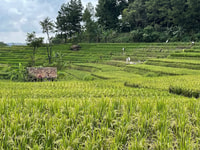 Jakarta, volcan, gisements de thé / riz, source chaude, nourriture locale - Housity