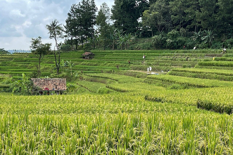 Jacarta: Vulcão, campos de chá/arroz, fontes termais, comida localTour em pequenos grupos (máx. 7 viajantes)