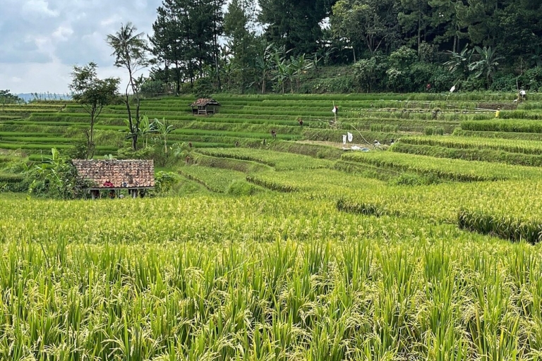 Jakarta : Volcan, champs de thé et de riz, sources d'eau chaude et cuisine locale