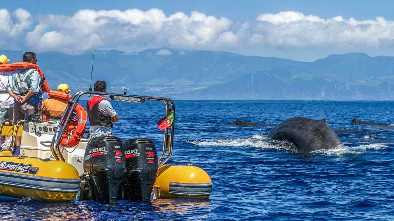 Azoren: Walbeobachtung und Insel-Bootsfahrt