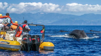 Azzorre, Whale Watching e Islet Boat Tour - Housity